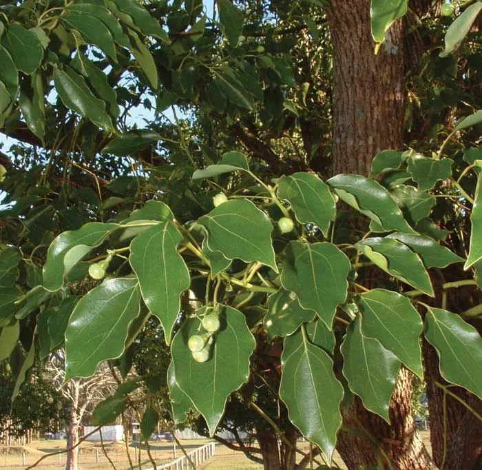 Ho Wood Essential Oil 3